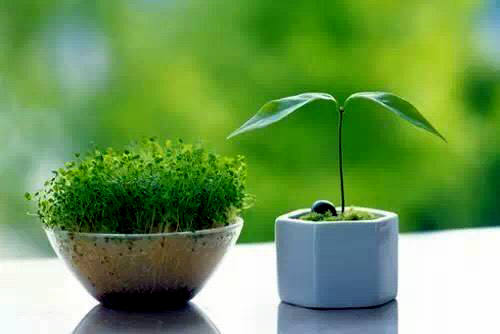 芝顿芝顿是什么梗?是什么意思?