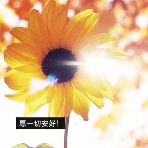 蛇皮有什么作用